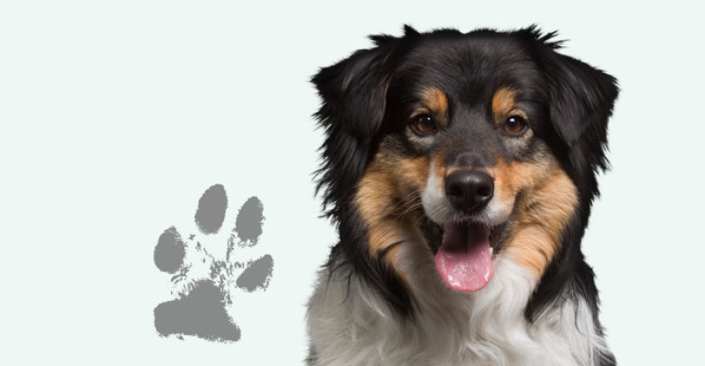 Bailey Feature Image